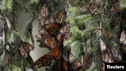 FILE - Monarch butterflies rest on a tree at the Sierra Chincua butterfly sanctuary in Angangeo, Michoacan state, Mexico December 6, 2023. (REUTERS/Raquel Cunha/File Photo)