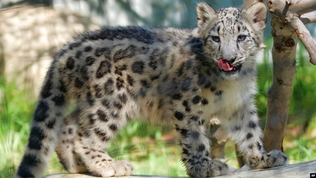 In this Tuesday, Sept. 12, 2017, photo, an endangered snow leopard cub explores it's enclosure the Los Angeles Zoo, in California. (AP Photo/Richard Vogel)