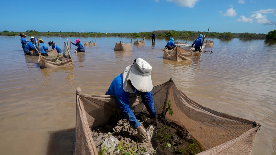 A woman plants mangrove seedlings as part of a restoration project, near Progreso, in Mexico’s Yucatan Peninsula, Oct. 6, 2021.