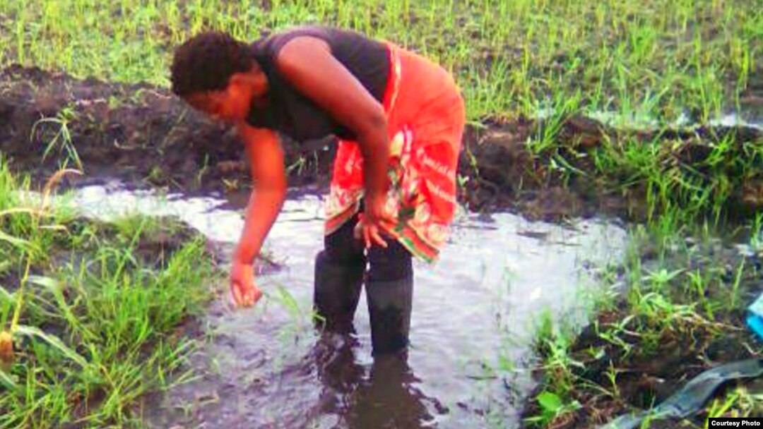 Malawi farmer Rose Chisowa inspects the possible presence of armyworms in her rice field after she sprayed it with pesticides. (Photo courtesy of Rose Chisowa)