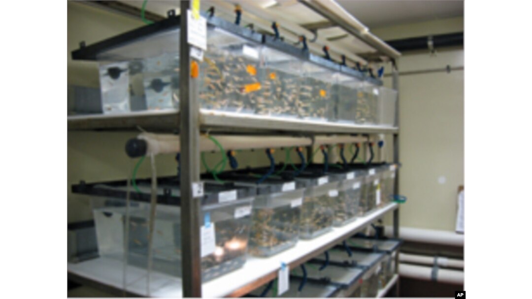 Scientists are using adult stem cells in the eyes of the zebrafish to regenerate damaged cells, restoring vision.