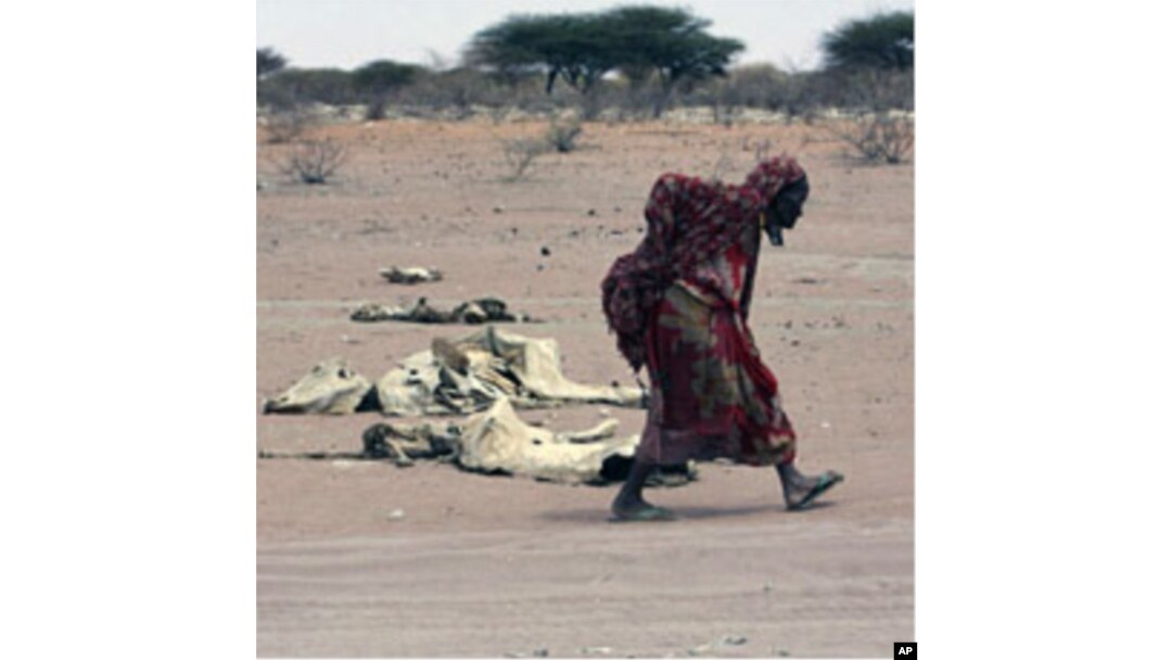 A woman walks past carcasses of cattle in the drought-stricken Eladow area in Wajir, northeastern Kenya, August 4, 2011