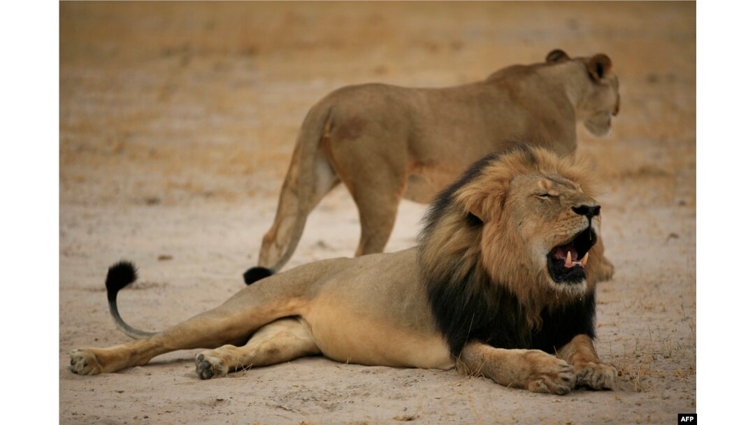 This handout picture taken on October 21, 2012 and released on July 28, 2015 by the Zimbabwe National Parks agency shows a much-loved Zimbabwean lion called "Cecil" which was allegedly killed by an American tourist on a hunt using a bow and arrow, the Zim
