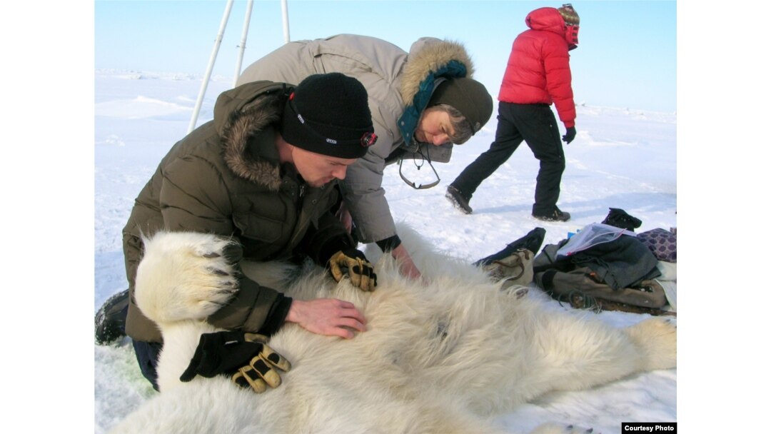 University of Wyoming researchers John Whiteman and Merav Ben David inspect a temperature logger implantation site on a polar bear on offshore sea ice north of Prudhoe Bay, Alaska, in April 2009. (Credit: Mike Lockhart)