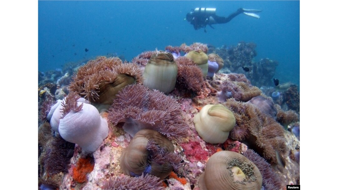 FILE - A scuba diver swims above a bed of corals off Malaysia's Tioman island in the South China Sea. Varua and his colleagues have not yet determined how their coral nurseries have been affected by the typhoons that hit the Philippines last summer.