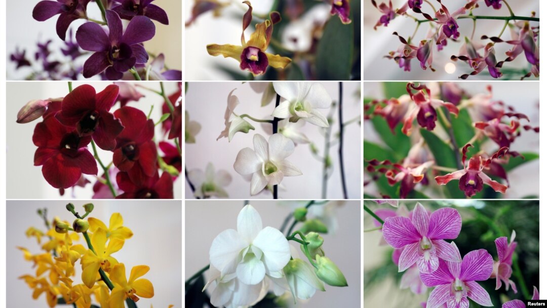 A combination photo shows the VIP orchids named after politicians and dignitaries at Singapore Botanic Gardens' National Orchid Garden June 6, 2018.