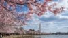 Washington Abloom with Cherry Blossoms 