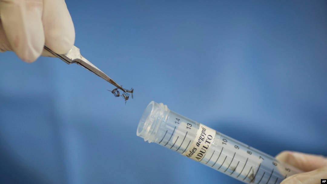 A technician of the Fiocruz institue stores Aedes aegypti mosquitoes to be used in research, in Recife, Pernambuco state, Brazil, Wednesday, Jan. 27, 2016.