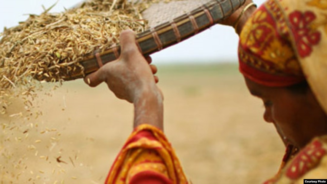 Global Crop Diversity Trust preserves and protects plant genetic material for future use. (Credit: GCDT)