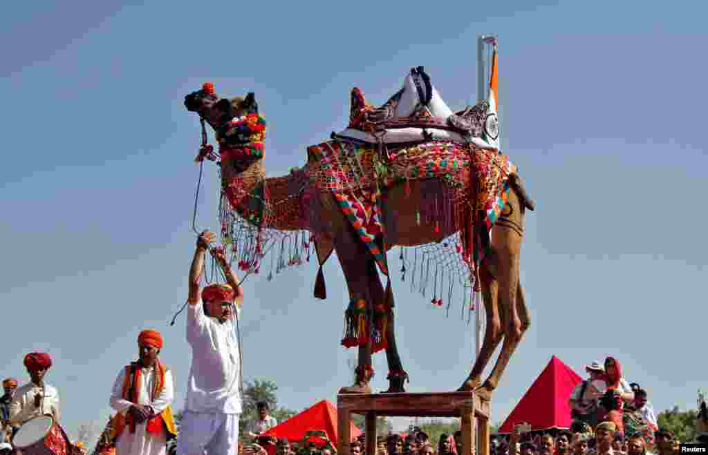 A decorated camel performs a dance during a competition at Pushkar Fair, where animals, mainly camels, are brought to be sold and traded in the desert Indian state of Rajasthan, India.