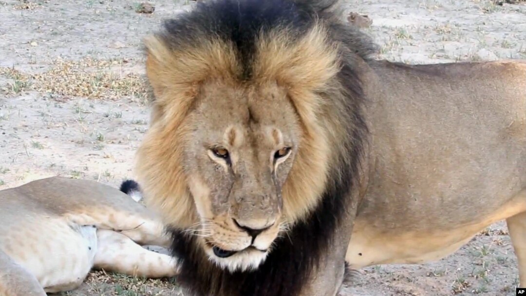 Cecil, a well-known, protected lion who lived in Zimbabwe's Hwange National Park, is seen in this frame grab taken from a November 2012 video made available by Paula French.