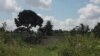 Herbal Cures for COVID-19 Spreading in Tanzania Despite No Evidence They Work