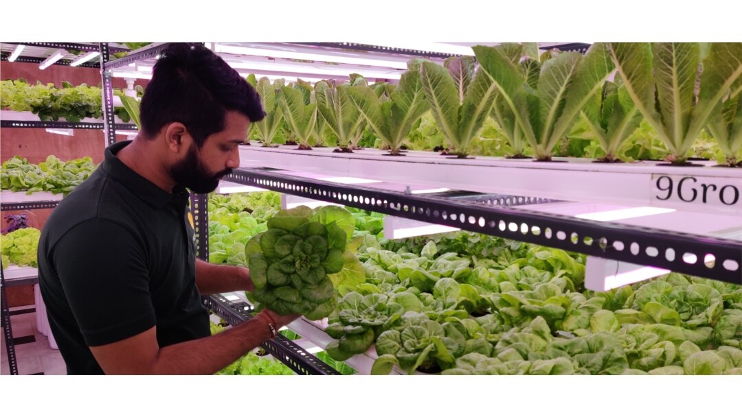 Himanshu Aggarwal grows lettuce, microgreens and herbs in an 800-square-foot enclosed room in New Delhi. (Anjana Pasricha/VOA)