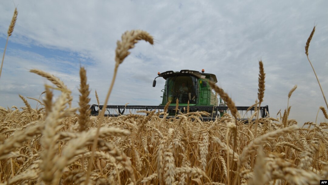 FILE - Farmers bring in the harvest with their combine harvester on a wheat field in the southern Russian Stavropol region, July 9, 2014.