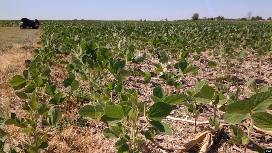 To reduce farm chemical pollution, farmers plant a second quick-growing crop after the harvest in order to reduce erosion. The deep-rooted plants help aerate the soil. (VOA/E. Celeste)