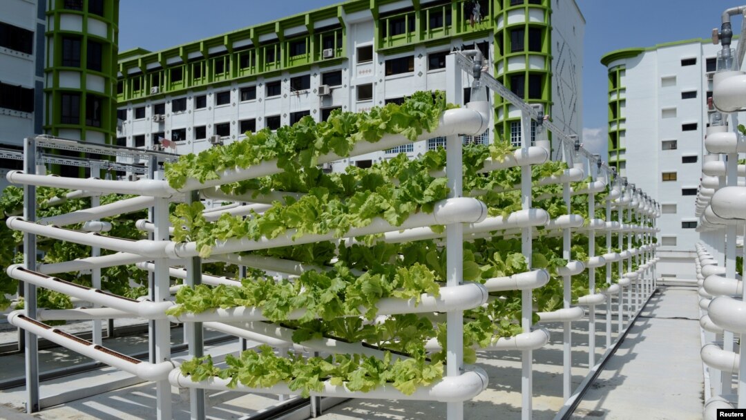 Organic vegetables are seen on growing towers that are primarily made out of polyvinyl chloride pipes at Citiponics' urban farm on the rooftop of a multi-story garage in a public housing estate in western Singapore, April 17, 2018. 