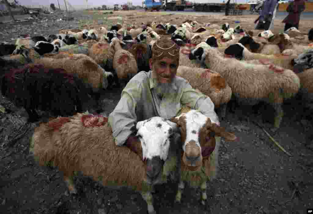 An Afghan refugee vendor waits for customers to sell his sheep at cattle market set up for the upcoming Muslim festival Eid al-Adha in Karachi, Pakistan, Thursday, Aug. 16, 2018.