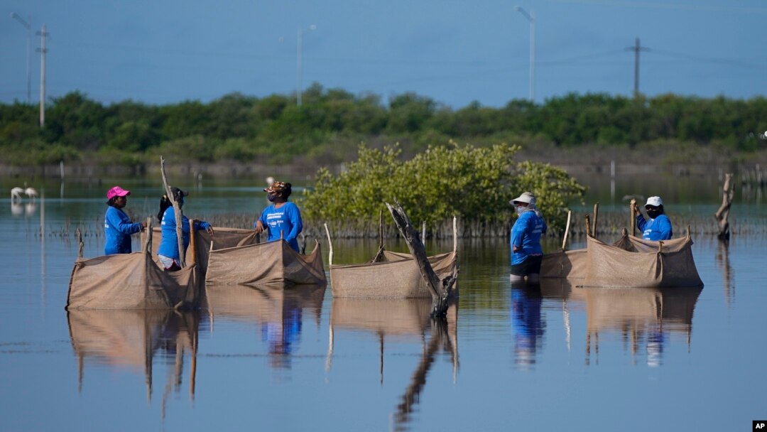 Women wade through a swamp to plant mangrove seedlings, near Progreso, Mexico, Oct. 6, 2021.