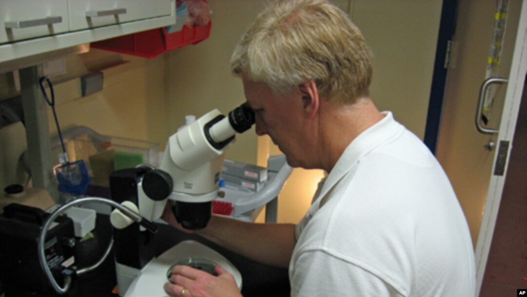 Notre Dame Professor David Hyde examines adult stem cells under the microscope.