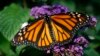 'Butterfly Effect' and Chain Reactions