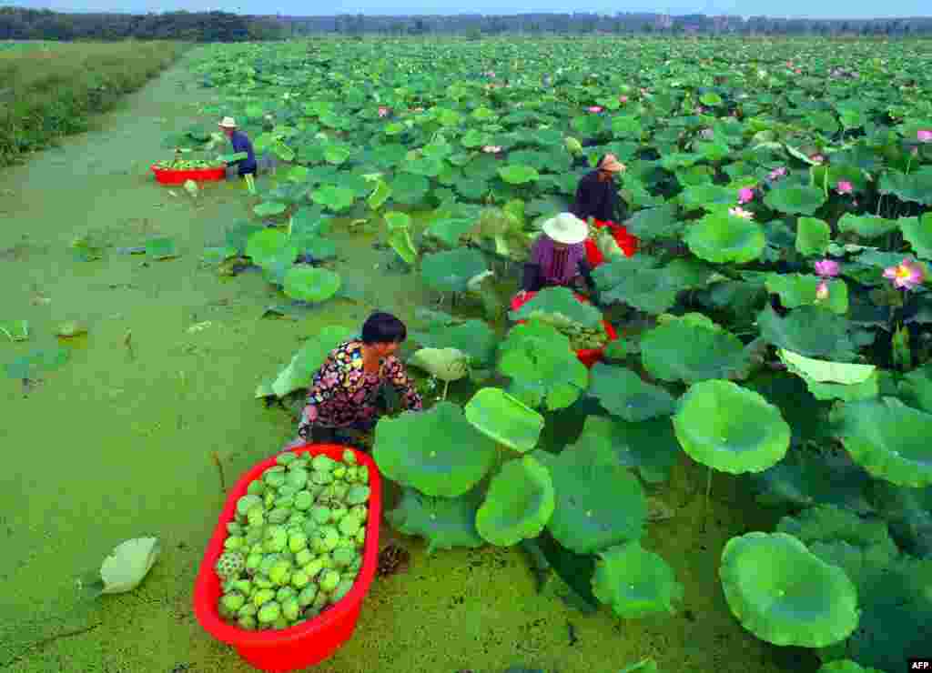 People harvesting seed pods of lotus flowers from a pond in Tancheng in China's eastern Shandong province, China, Aug. 1, 2018.
