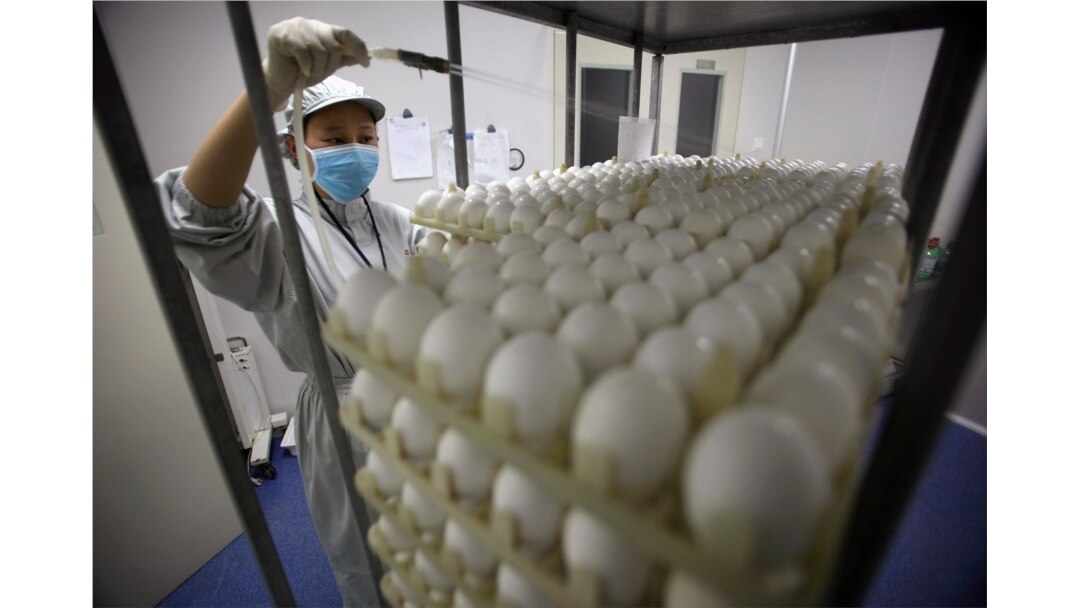 A staff works at an egg testing workshop of Sinovac Biotech Ltd., a Chinese vaccine-making company, during the production of a vaccine for the H1N1 flu virus in Beijing Nov. 19, 2009.