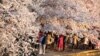 DC's Cherry Blossoms at Risk From Popularity, Floodwaters