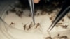 Obama Calls on Congress to Pass Zika Prevention Bill Before It Adjourns 