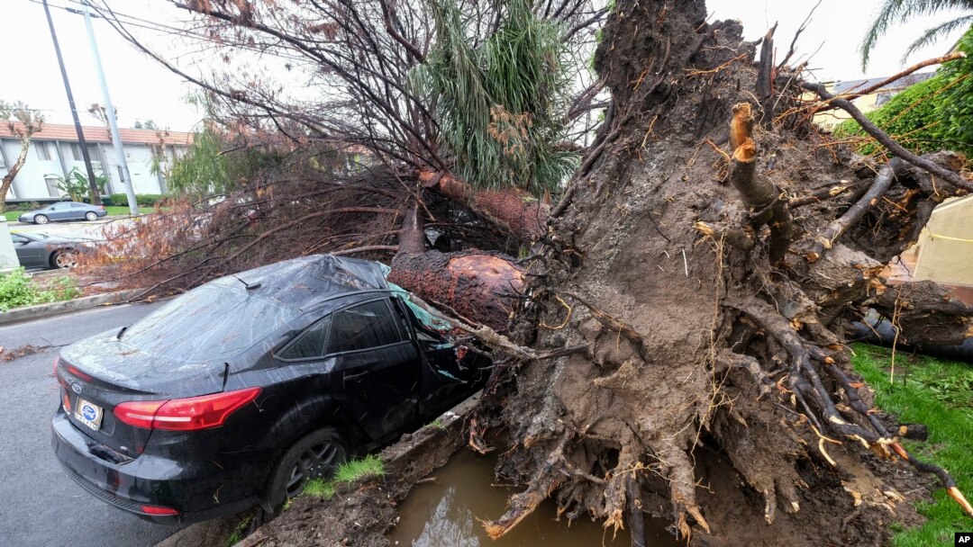 A car is left crushed by a fallen tree outside a residence in the Sherman Oaks section of Los Angeles, Feb. 18, 2017. A huge Pacific storm unloaded on Southern California, ravaging roads and opening sinkholes.