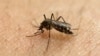 Dengue Fever Kills Hundreds in Burkina Faso as Cases Spike