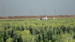 After Drought, California Looks to Replenish Aquifers