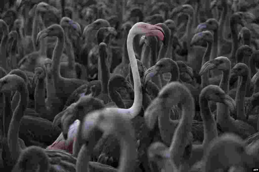 Flamingos move around a pen at Fuente de Piedra lake, 70 kms from Malaga, Spain, Aug. 11, 2018, during a tagging and control operation of flamingo chicks.