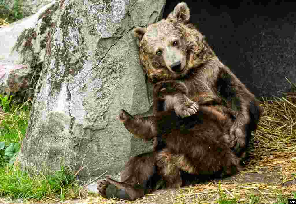 This picture taken on August 21, 2018 in , shows Bear Kiwi, who starred in the movie "The Bear" is seen in Fort-Mardyck, northern France. Kiwi and another bear will be transfered to a bigger zoo in 2019.