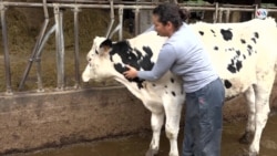 Ordeñando vacas, esta venezolana se ganó el cariño y el respeto en España