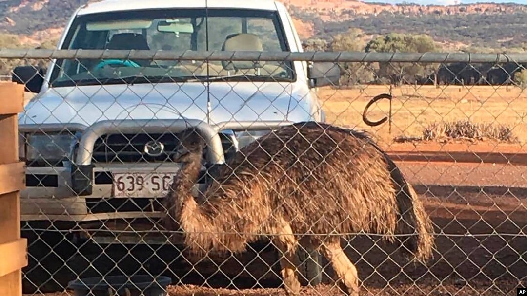 An emu named Carol, 3 years old and raised from an egg, walks around behind a fence in Yaraka, in the Longreach Region, Queensland, Australia, July 5, 2020. (Photo courtesy of Leanne Byrne, via AP) 