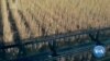 As US-China Relations Cool, Iowa Farmers Hope History With Chinese Preserves Trade