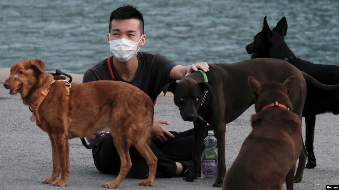 官方畜禽目錄擬將刪除狗類 專家指中國狗肉來源多為毒盜