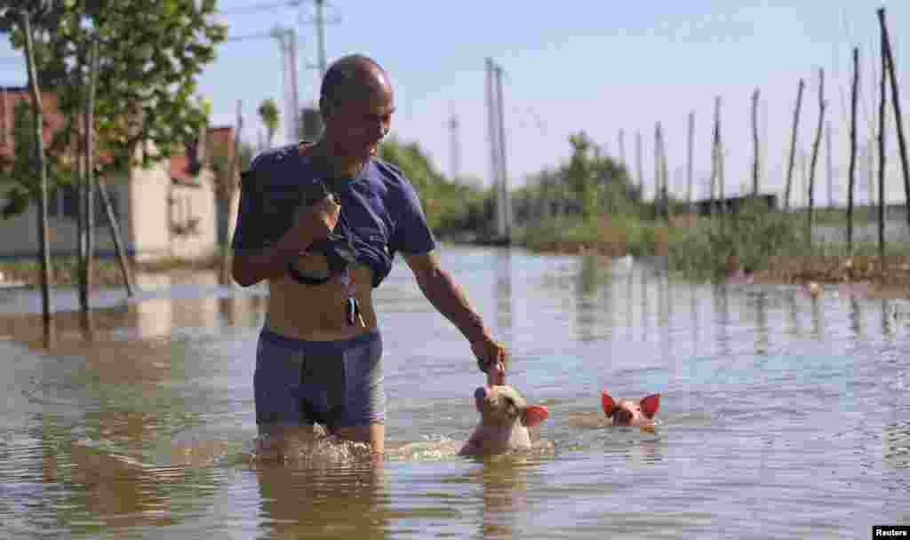 A man wades through a flooded street with two pigs following Typhoon Rumbia, at a village in Shouguang, Shandong province, China August 23, 2018.